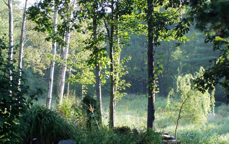 Susan Murphy-Jones' backyard is wonderful setting for quiet reflection