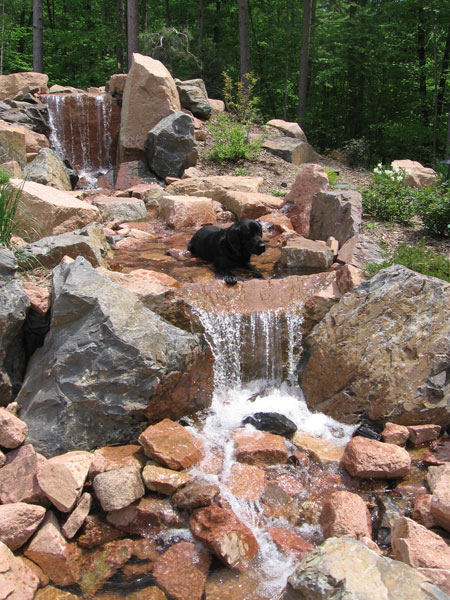 Homeowner's lab cooling down in the waterfall