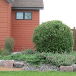 Round bush