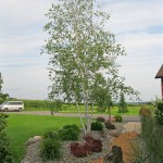 Cluster of birch trees among other plants and stones