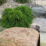 Unique plants add interest in landscapes