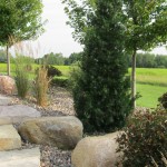 Conifer