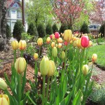 Tulips blooming in the spring at the Yawkeye Museum