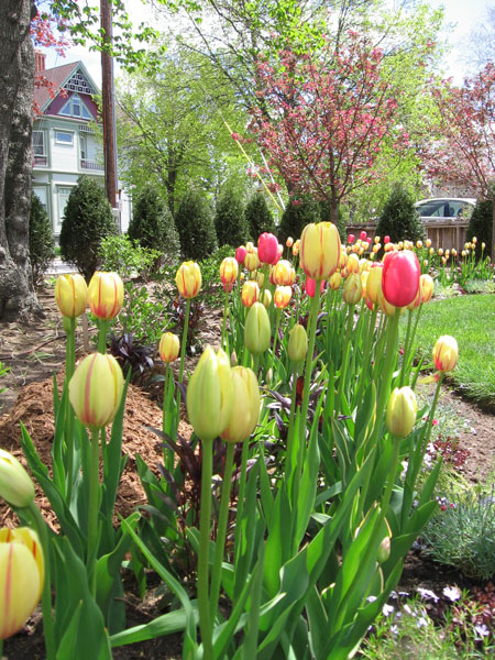 Tulips blooming in the spring at the Yawkeye Museum