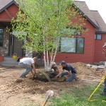 planting, trees, landscape