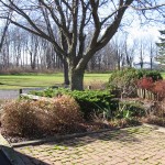 Surrounding garden before