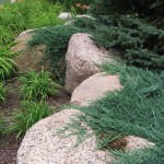 Plant selection
