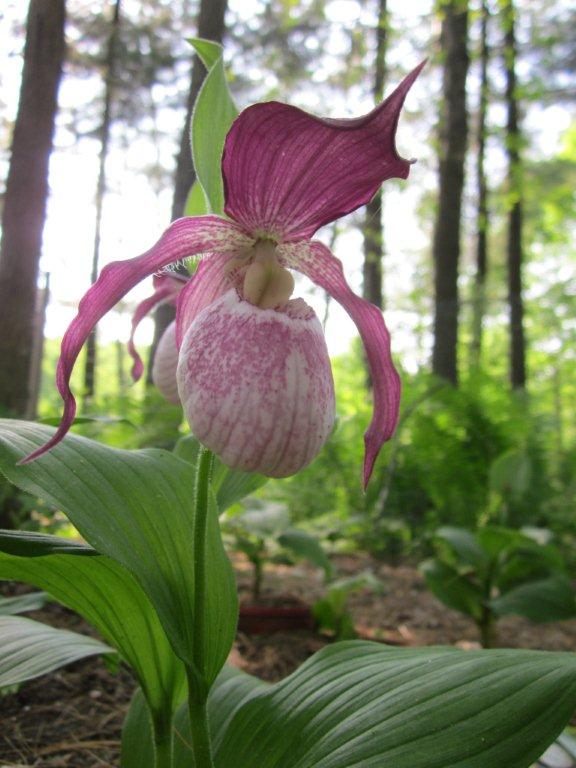 Cypripedium Orchid