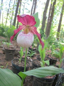 Cypripedium Orchid